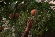 audience expansion strategy blueprint