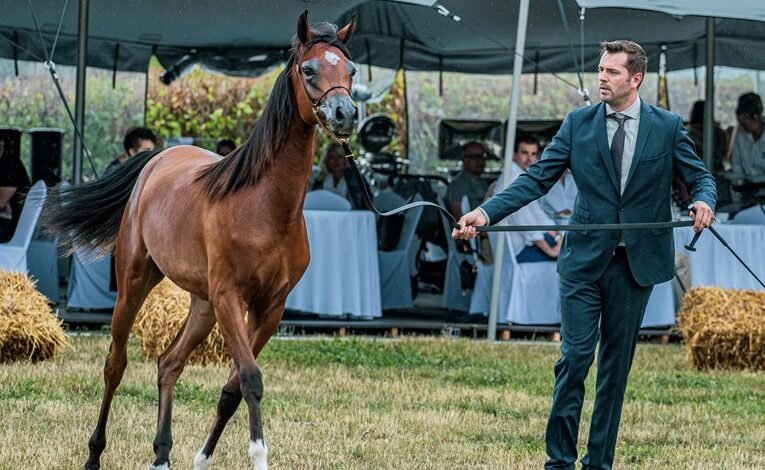 lead acceleration marketing services